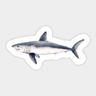 Porbeagle shark Sticker